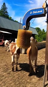 630K views · 12K reactions | Did you know cows love these rotating brushes? A simple invention making a huge difference in cow welfare! #FarmLife #Innovation #DairyFarming #CowCare | Facts Wiki | Facebook