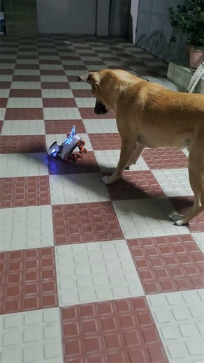 New dog in the house😂🤣 #shorts #comedy #funny #comedyshorts #funnyjokes #dog #dogs