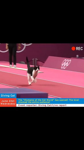 So talented Cat 👏👏 #cat #fypシ #Olympics #animals | Cats station