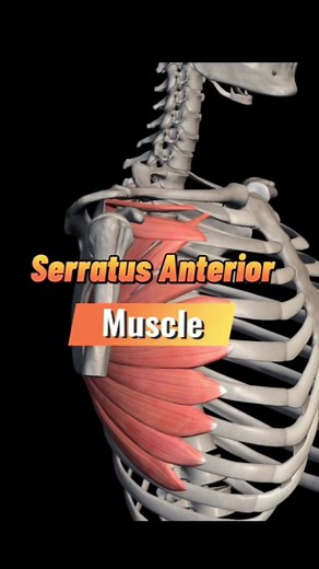 Serratus Anterior Muscle: Origin, Insertion, and Action Explained