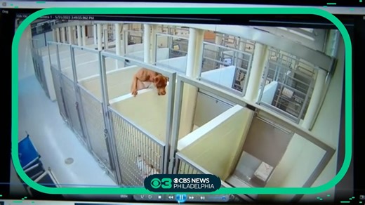 Dog scales shelter wall to join pup pal.