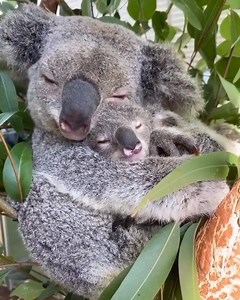 We could watch this snuggle on repeat all day 🐨 🤗 IG/reneehowell18 is a keeper at WILD LIFE Sydney Zoo, and she always seems to be in the right place at the right time! She captured this beautiful moment when mum Iluka enveloped her joey Ilani in a tender motherly embrace. Ilani’s just recently started to venture out of the pouch, but on chilly winter mornings, prefers to cuddle up to his mumma (and we don’t blame him). Swing by next time you’re in Sydney.com's Darling Harbour, Sydney and witn