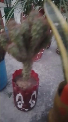 #bestuseofwaste #bottleplants #bottleplants #useofwastematerial #useofwaste #wastebottle #plants