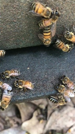 The Secret Life of Worker Bees 🐝 Hive Responsibilities #shorts