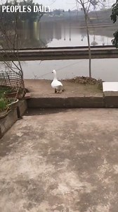 18K views · 265 reactions | How far can a goose fly? Click the video to find out. | People's Daily, China | Facebook