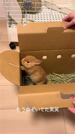 子うさぎをお迎え！ネザーランドドワーフとの生活