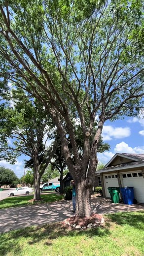 TREE TRIMMING IN TAYLOR TEXAS ‼️‼️💚🦆 #Realtors - #professional #taylortexastreework #taylortexas #centraltexastreework #treework #treeservice #treetrimming #texasrealtor #taylortexasrealtor #AustinTexas #austintexasrealtor #fypシ #trending #viral #fyppppppppppppppppppppppp
