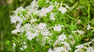 Phlox drummondii (commonly annual phlox or Drummond's phlox) is flowering plant in genus Phlox of family Polemoniaceae. Native to Texas, it is also widely distributed in United States. Stock Video