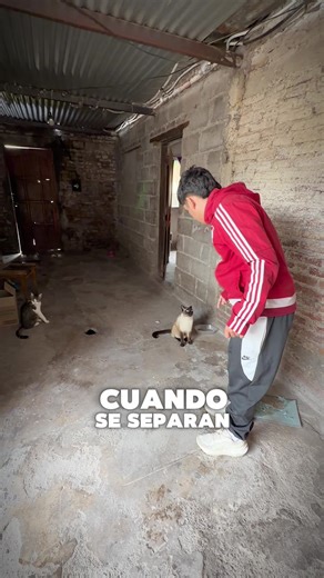 Divorcio: Cómo enfrentar la separación emocionalmente