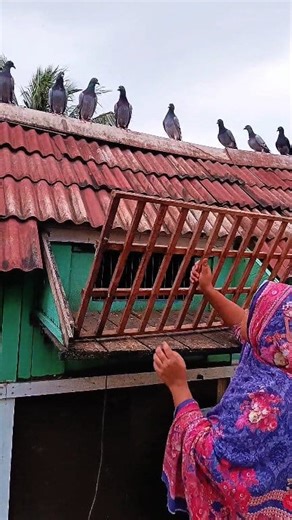 262K views · 1.2K reactions | Racing pigeons entry in loft #racingpigeons #birds #pigeonbaby #pigeonsloft | Family Farming | Facebook