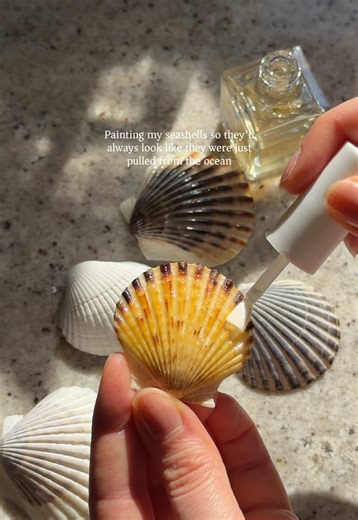 Exploring My Seashell Collection from New England