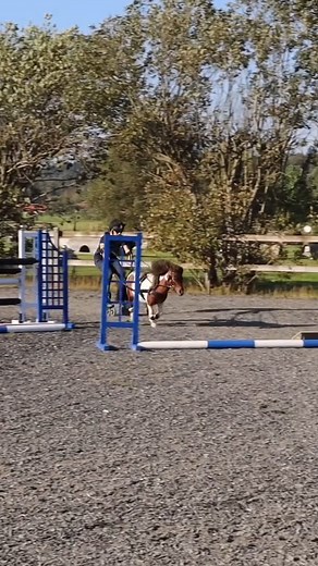 Ponies are amazing and so cute🤣😍 📸 @pontushugossan #paddockblade #pony #cute #equestrian #cutepony #rollerskating #farmlife #ponylove | Paddock Blade