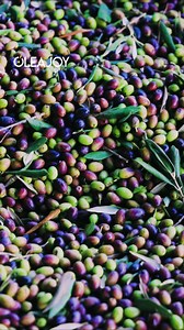 Watch how our olives are: ✨ Hand-picked from sun-kissed Tunisian groves 🔄 Cold-pressed at our oil mill 📦 Bottled with care to preserve their golden purity This is how we craft OLEAJOY Organic Extra Virgin Olive Oil naturally rich, beautifully simple. 📞 216 73 400 460 | 📧 contact@oleajoy.com #OLEAJOY #FromTreeToTable #OrganicOliveOil #HarvestToBottle #ColdPressed #MadeInTunisia #OliveOilJourney #ExtraVirginExcellence | OLEAJOY