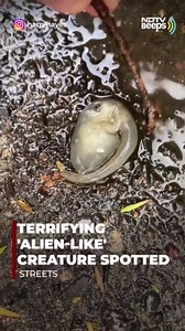 Terrifying 'Alien-Like' Creature Spotted On Sydney Streets