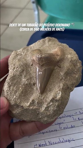 Dente de um tubarão com cerca de 360 milhões de anos 🦈#biologia #cienciasbiologicas #paleontologia