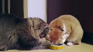Meow Mix TV Spot, 'We'll Never Figure Them Out'