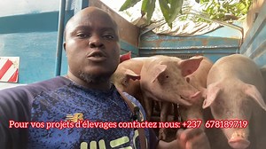 36K views · 1K reactions | Elevage leader | Élevages Leaders | Facebook