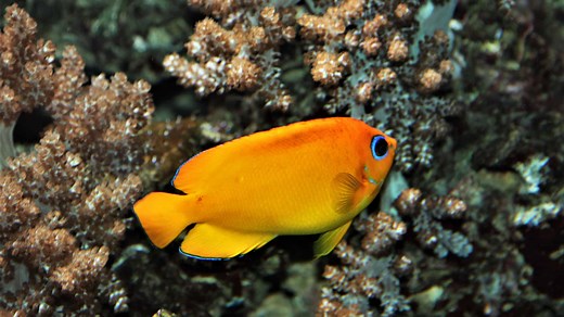 10 Gorgeous Orange Colored Fish (With Pictures!)