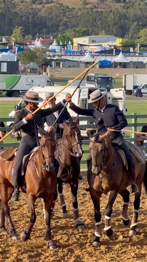 Bom Dia ! 🇵🇹🫶 Yesterday, one of my followers asked me for a reel about the cow test. 🎥 🐮Here you go. 👍 What’s this test about? 🐄 In Working Equitation cow tests, a team of three or four riders works together to separate a designated cow from the herd and move it across the arena to a pen. ⏰ Each rider has three minutes to cut and pen their designated cow. 🐄 Those who fail to move their cow within the time get a “no time” score, meaning no points. 🚫 The quickest total individual time, in