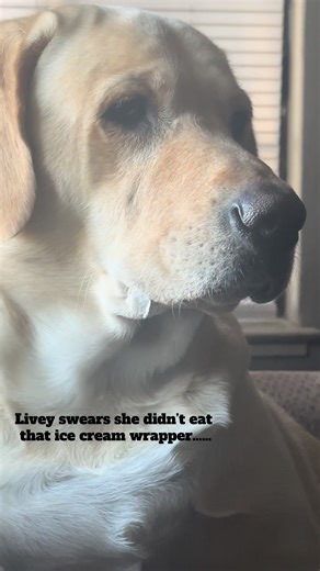 Life with Livey 🩷 #fyp #Labradorretriever #lablife #yellowlabs #lifewithlabs