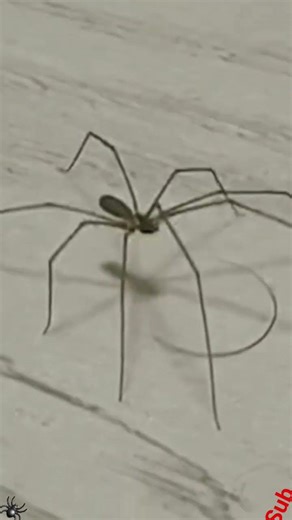 Spider dance 🕷️ #viral #spider #memes