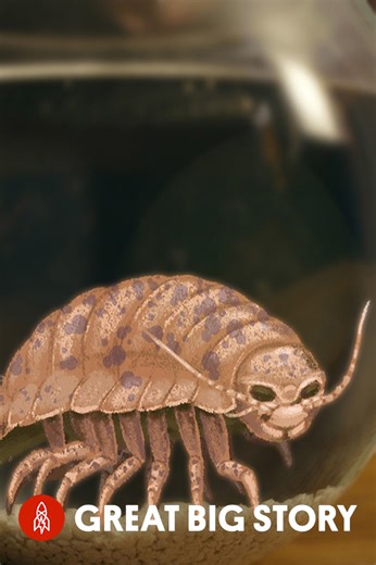 Discovering giants: the deep sea isopod