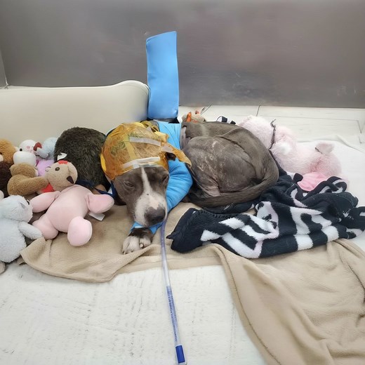 1.4K views · 54 reactions | He was once exploited and used to attract other dogs into danger… then discarded as if his life meant nothing. But his story didn’t end there.   Find out what happened next in the first comment  #SecondChanceDogs #RescueHope #PuppyAngels #FromStrayToSaved #BelieveInRescue #RealLifeHeroes #AdoptedAndLoved #RescuedNotForgotten | Rescue Heartline | Facebook