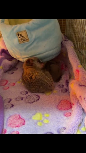 Discover the Agile Galago: A Nocturnal Primate