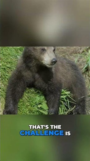 👉 What’s Really Threatening Grizzly Bears? 🐻