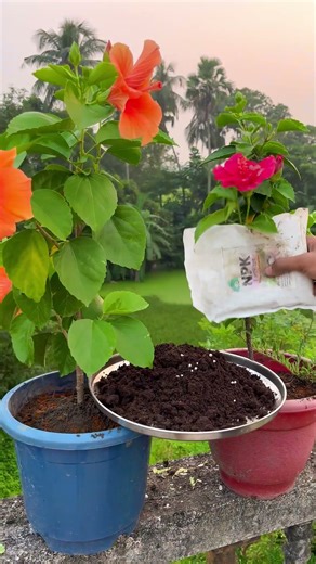 Hibiscus Plant Growth And More Flowering Tips | Hibiscus Plant Care Tips #hibiscus #hibiscuscare