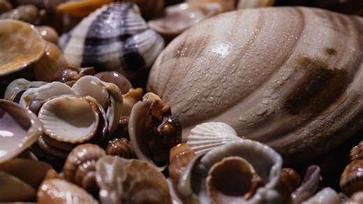 Declutter Your Jewelry With The Cutest DIY Seashell Organizer - House Digest