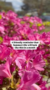 6.2K views · 119 reactions | Summerville’s azaleas are getting ready to put on a show!  The blooms are just around the corner, and we can’t wait to see this town burst into color over the next several weeks. Ready to experience it for yourself? Plan your trip to Summerville, SC and request a guide, linked in the comments! | Visit Summerville | Facebook
