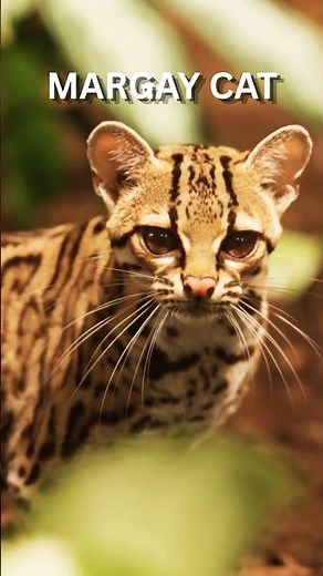 Meet the Margay : Nature's Ultimate Tree-Climbing Cat! 🐆🌿#Shorts #WildLife #Margay