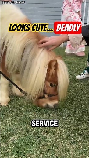 Miniature Horse Facts That Will Shock You #animalfacts #shorts