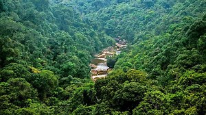 India sees small rise in forest & tree cover, but 1,020 sq. km of deforestation in Northeast