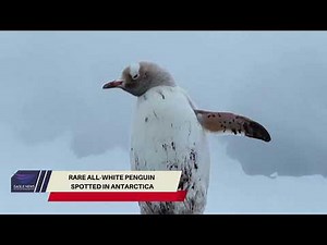 Rare all-white penguin spotted in Antarctica