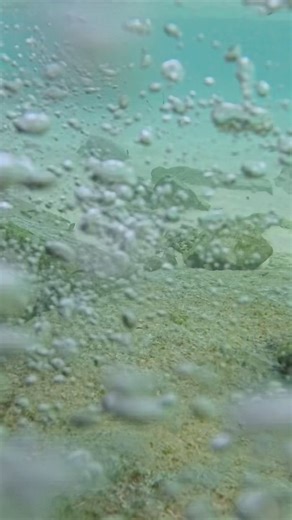 【#8k 】海の中に潜ってみた【#絶景】