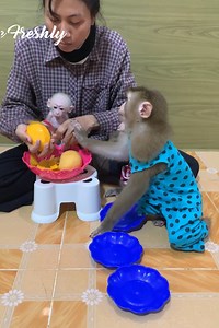 4.1M views · 53K reactions | All Adorable baby monkey hungry they take plates to ask mom cutting sweet mangos for eat delicious | The Freshly | Facebook