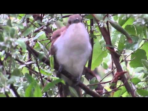 Black-billed Cuckoo Cooing