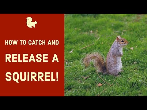 How to Catch a Squirrel
