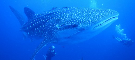Dive Trips | Koh Samui Dive Sites | Discovery Dive Center Thailand