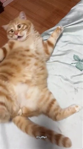 These Cats Are Too Funny 😂