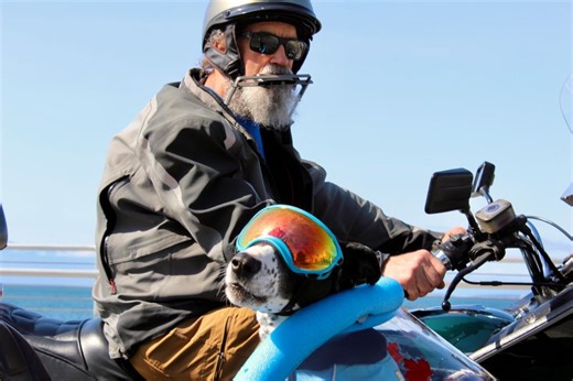 VIDEO: Sidecar-loving canine a familiar sight on Victoria streets