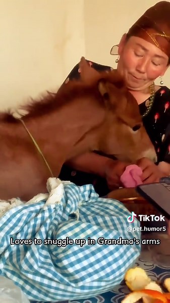 Funny Baby Horse🐴🤪#horse#funnyvideo#fyp#farm#texas