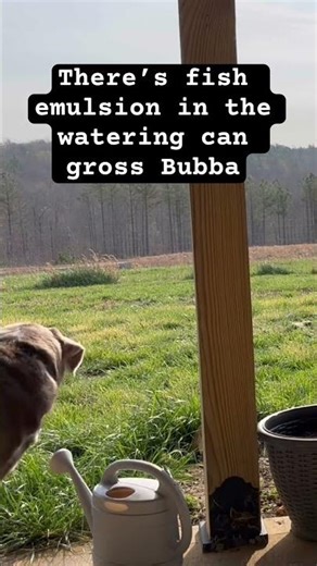 Tell me if your dog does this #FunnyDogs #GrossDogs #Labradors