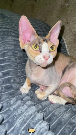 Unreliable cat mom 🤣😂#cat #cats #catslovers #catsoftiktok #fyp | cat