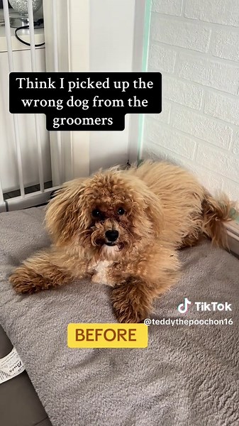 Teddy’s Transformation: From Groomed to Tiny