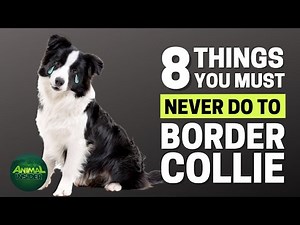 Descubre los posibles problemas de salud en los Border Collies Blue Merle: Guía completa - Bambinos web