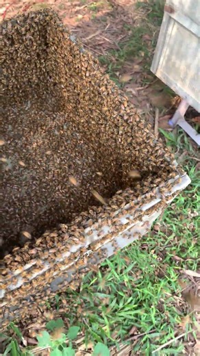 “Busy Bees at Work 🐝🍯 | Crowds Outside the Hive During Honey Harvest | Shorts”