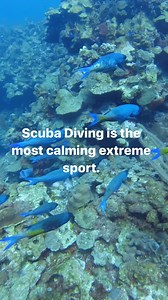 Ready to take your diving skills to the next level? 🤿 The PADI Advanced Open Water Diver course will allow you to perfect your skills and explore exciting dive sites. Dive into new adventures and discover an underwater world full of challenges and wonders. 💙 Don't wait any longer and book your place today: https://bit.ly/aos-advanced-open-water-diver . . . video credit: @kira.dives . . . #academyofscuba #advancedopenwater #marinelife #divingcourse #professionaldiving | Academy of Scuba - Austr